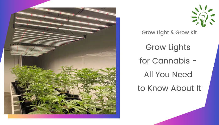 Grow Lights for Cannabis - The Best Option for Growing Cannabis