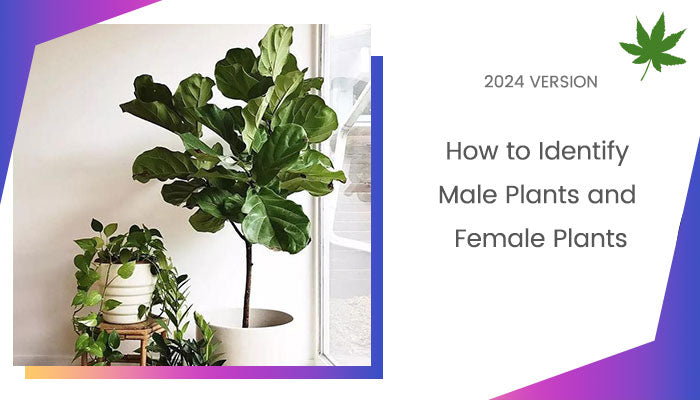 Male Plants vs Female Plants