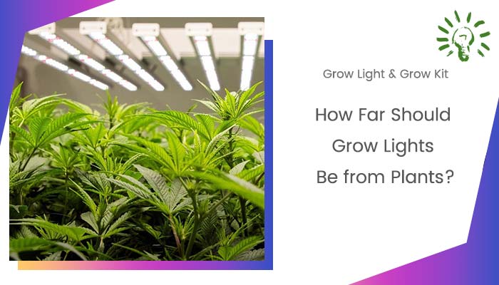 How Far Should Grow Lights Be from Plants?