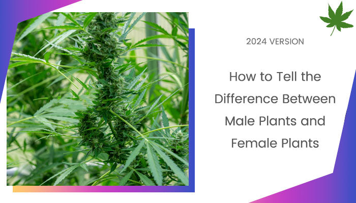 Male Plants vs Female Plants