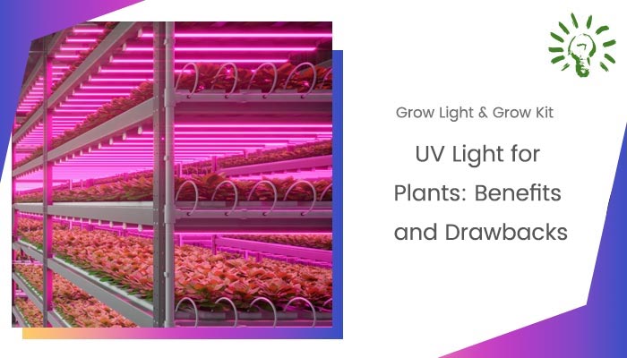 UV Light for Plants: Benefits and Drawbacks